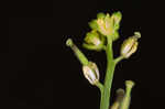 Southern marsh yellowcress